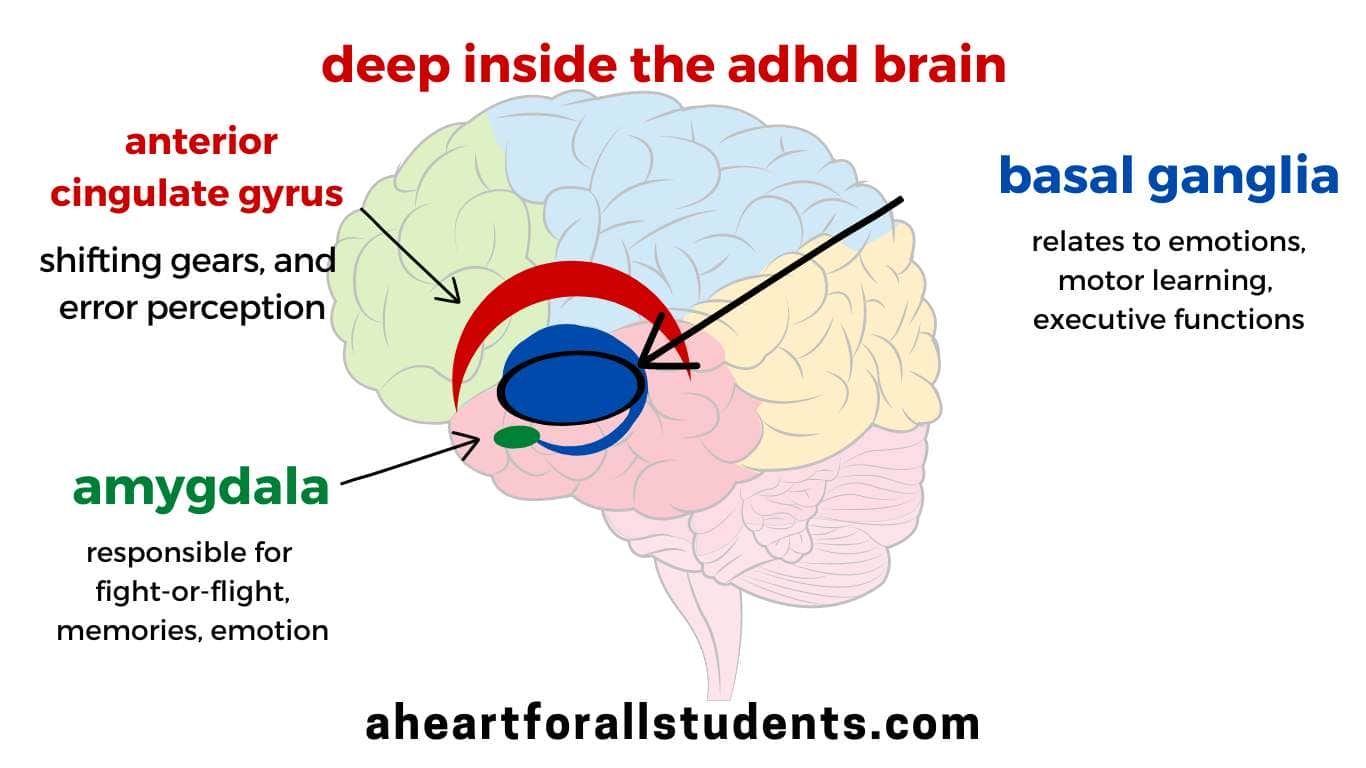 What Are The 7 Types Of ADHD & Why They Matter - A Heart For All Students