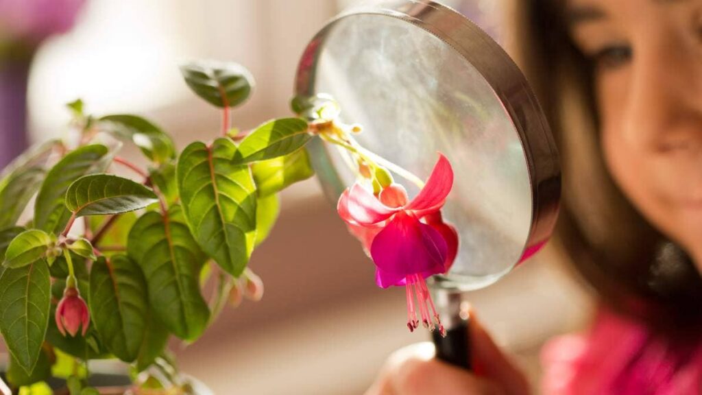 homeschool atmosphere child with a magnifying glass staring at flower