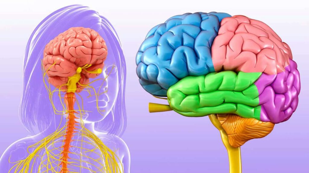 The nervous system represented by an illustration of an outline of a little girl but he skin is transparent and you see her brain and spinal cord. Next to her is a blue, pink, green, purple, and orange brain and brainstem. This is all against a light purple background.